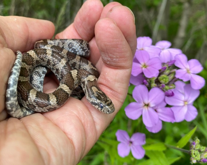 Eastern Milk Snake